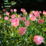 Everbloom™ Luzes Florais