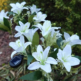 Everbloom™ Luzes Florais